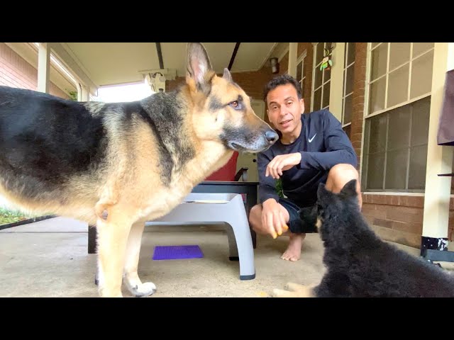 GSD Food Training | Indian Vlogger | Hindi Vlog | German Shepherd | This Indian GSD