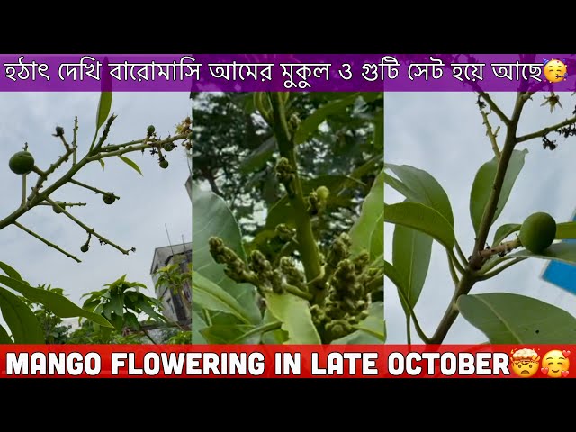 অক্টোবরে কোন বারোমাসি আমের মুকুল এলো🤩October Mango Flowering