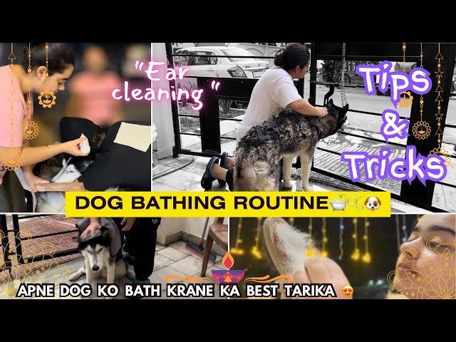 Diwali ke liye Shadow ko Ready karte hai😍🫧| TIPS & TRICKS🪄| Dog ko kaise nehlaen🧼| Ear Cleaning🧻