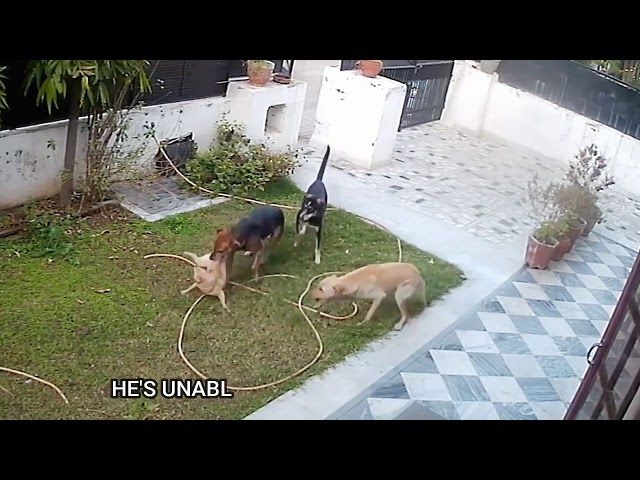 3 Dogs KILL small PUPPY after maid leaves GATE OPEN!