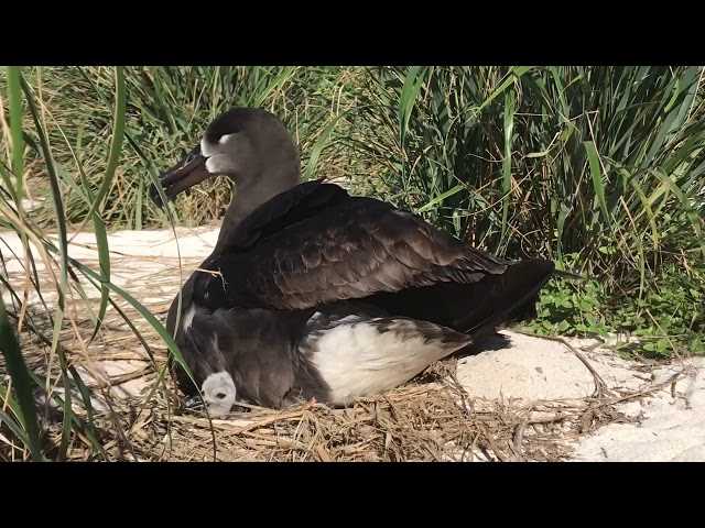 Black-footed albatross parent and its chick