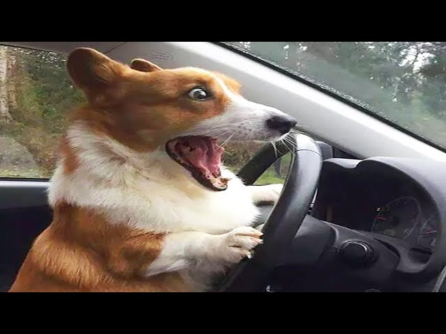 Funny Animals- - Best Of The 2020 Funny Animal Videos