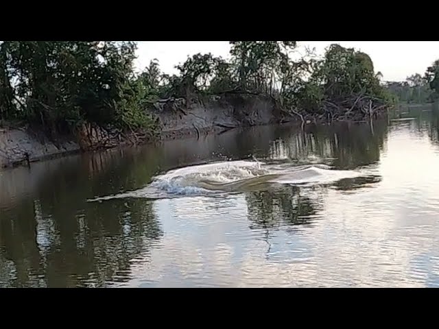 WHAT CREATURE DID THAT IN THE RIVER !? ARE YOU ALREADY SHIT WITH FEAR!? fishing