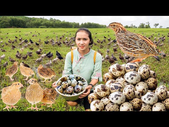 Harvesting Quail Eggs & Selling at Market | Authentic Quail Egg Sticky Rice Recipe | Farm Life