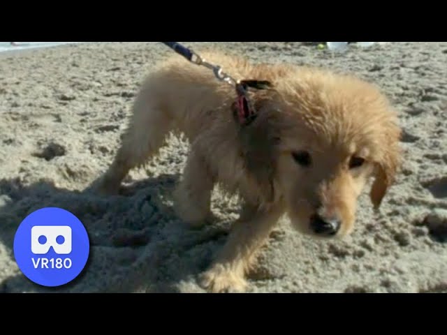 Dogs at the Beach VR180