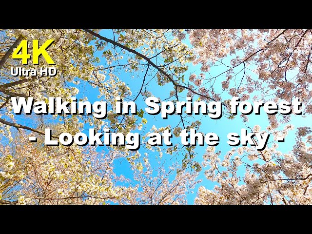 4k 봄 숲길 하늘보며 산책하기 고화질 영상 소스 | Walking in Spring forest (Looking at the sky)