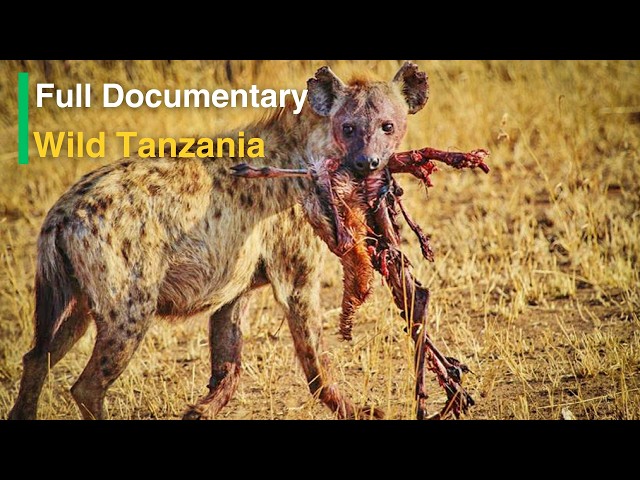 Wild Tanzania Untamed Nature & the Legacy of Ancient Tribes Ancient Warriors of Tanzania