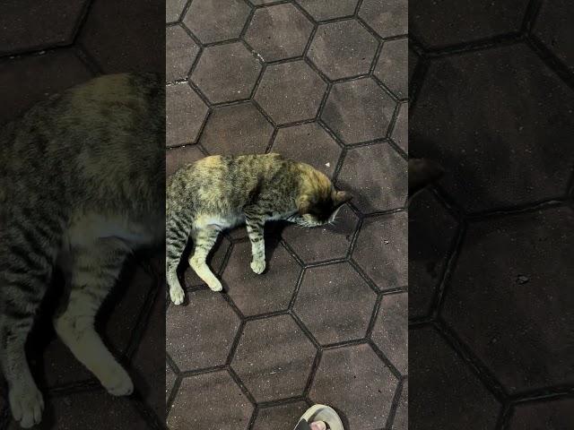 The cat eat feet #cat #cuteanimal #smartphone #catcute