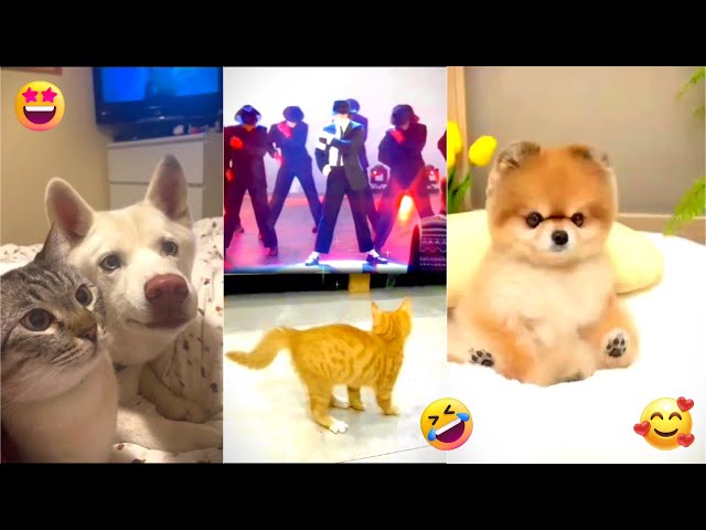 Best Funniest Animal Videos 2023 😅 - Funny Cats And Dogs Videos #2 😂