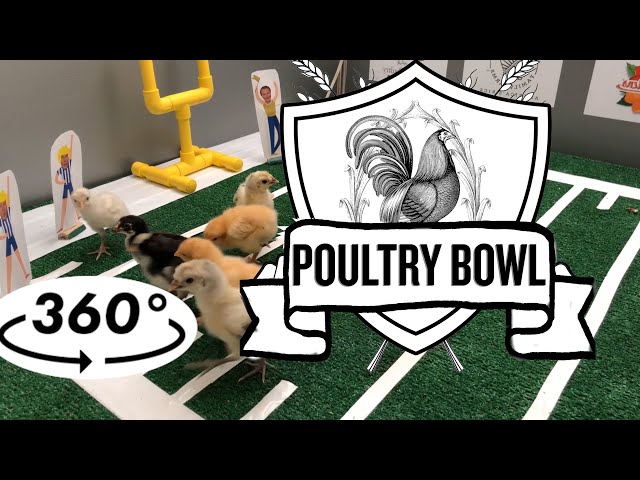 Poultry Bowl 2019 (4K, 360, VR) 🐥🏈🏆