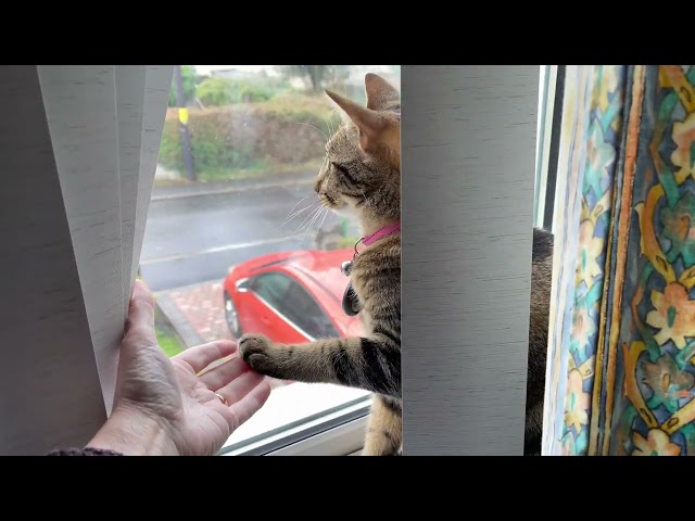 Maine coon/Bengal coco, growing up with sister Chloe ￼