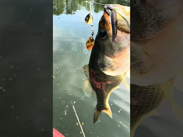 3/8 oz spinner bait from Walmart. 4.1 tank