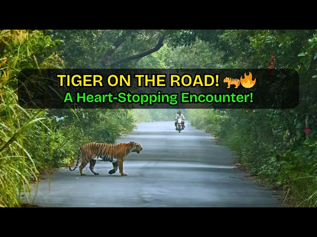 Pilibhit Tiger Reserve Safari: Face-to-Face Encounter with the TIGER!