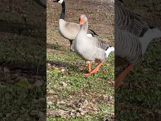 Fanciest duck I’ve ever seen