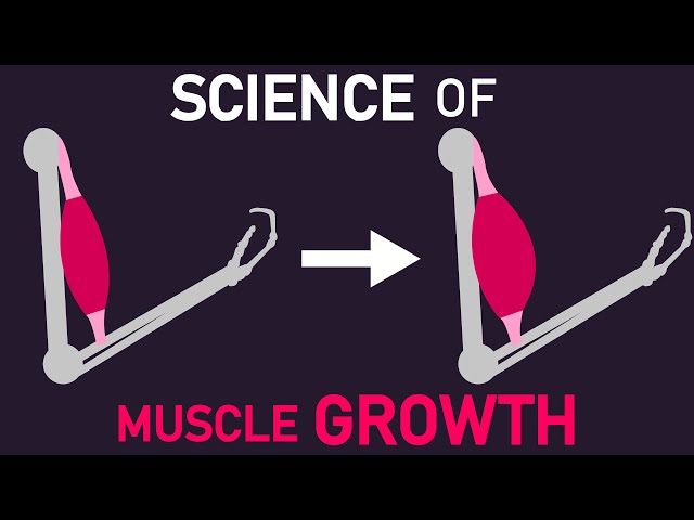 The Science of What Muscle Growth Actually Is