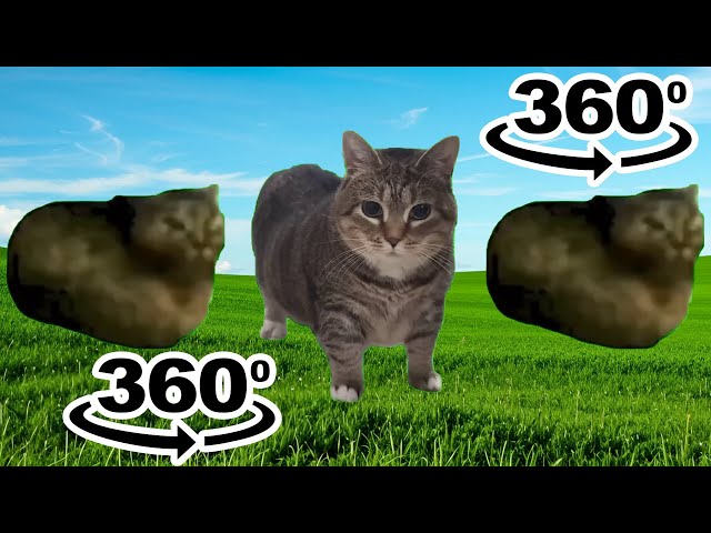 oiiaoiia spinning cat will chase you 360º video