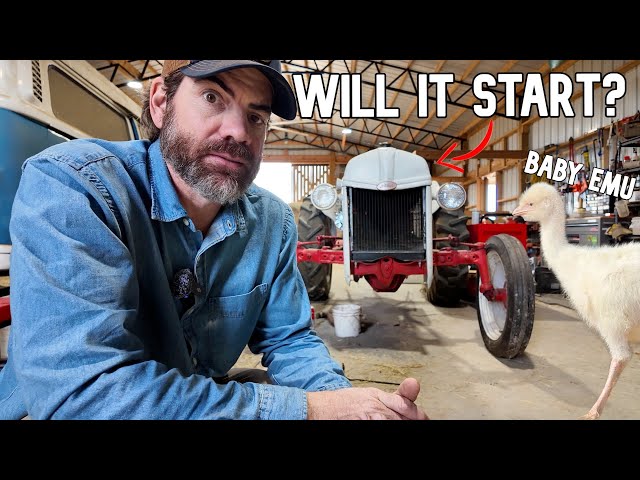 Will It Start? (My Grandad's 40's 8N Tractor) Plus New Emu Update!