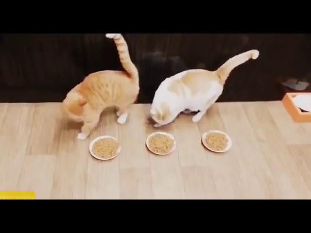 MELHOR de 2 HORAS de duração ENGRAÇADO GATO COMPILAÇÃO - o MAIOR VÍDEO Engraçado Gato Kitt