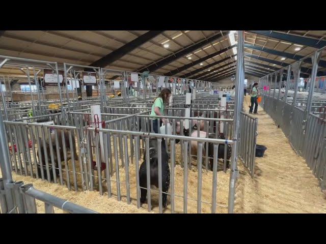 A closer look at how the agriculture business is a big part of the Florida State Fair