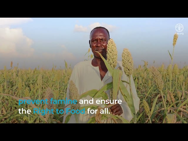 FAO’s critical efforts to combat famine in the Sudan through agriculture and livelihoods support