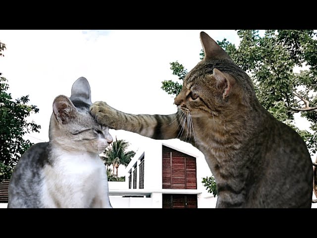 Funniest Animals - Funny Cats Videos 2023 #001