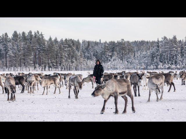 Reindeer Visit with Filipsborg Arctic Mansion, Kalix Sweden