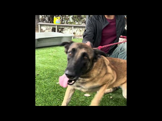 NEW A5651030 Becky | Belgian Malinois