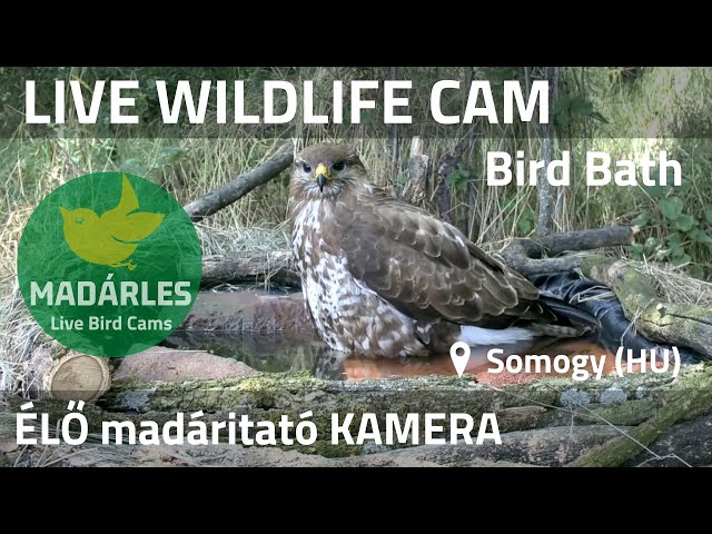 LIVE Wildlife Cam - Bird Bath (Somogy, Hungary)