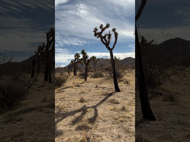 Joshua Trees.  #travel #mountains #nature