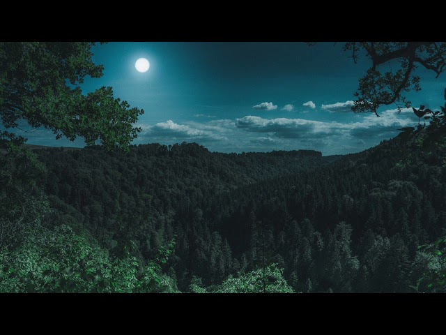 Beautiful nightingale singing in the night forest, sounds for meditation and relaxation