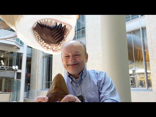 Pinky's Smithsonian Adventure: Carnivore Teeth at the National Museum of Natural History