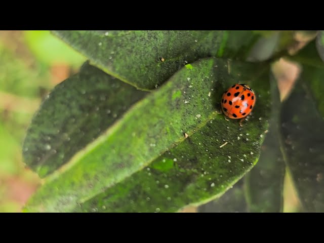 Ladybug PDA