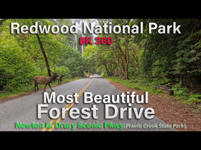 Redwood National Park bicycle Tour (US 101, CA 1) 360 8K