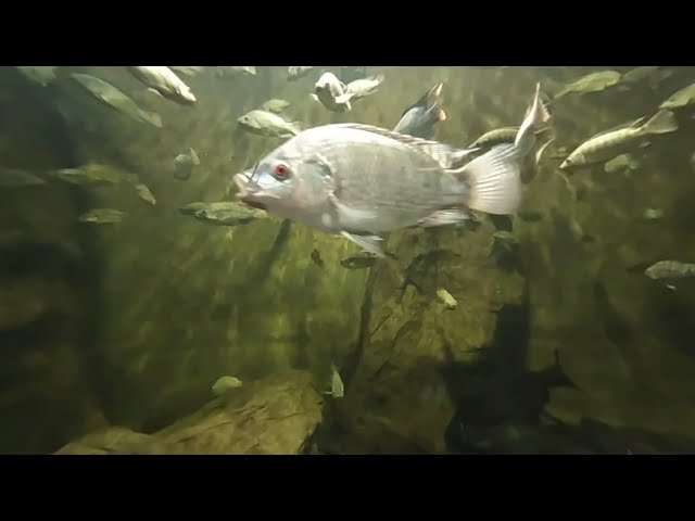 Peces en realidad virtual | Zoológico de Guadalajara | Episodio #37