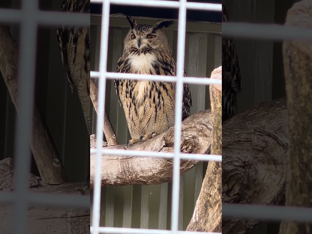 Gaze into the Eyes of a Hunter: The Eurasian Eagle Owl's Majestic Stare #owl #eagleowl #birdwatcher