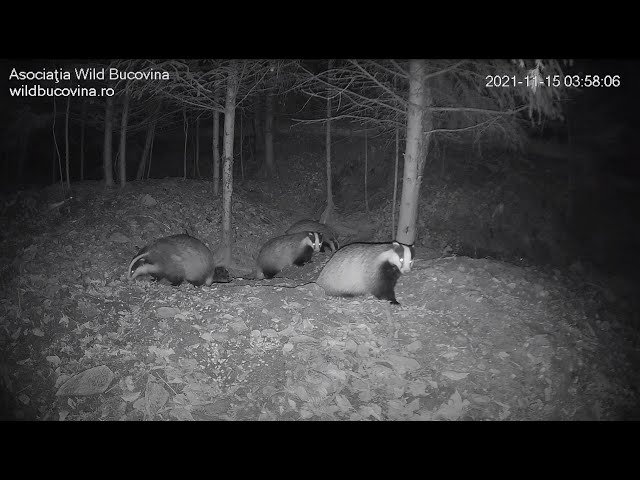 Vizuinile Bursucilor si Vulpilor / Badgers and Foxes' dens