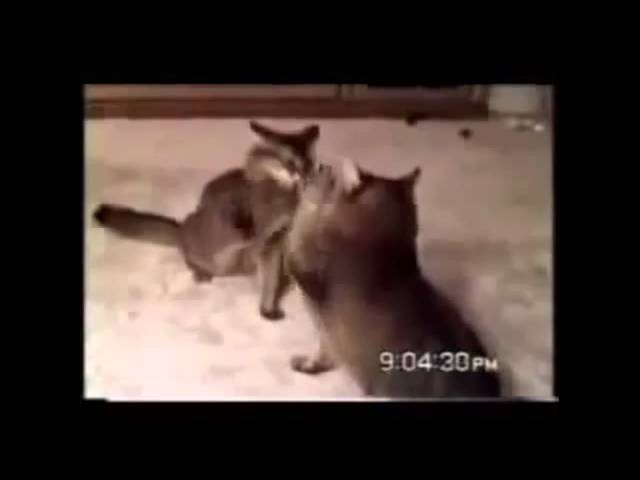 Funny Cats - New Funny Cats Video - Funny Animals - Funny Vines - Funny Videos 2015