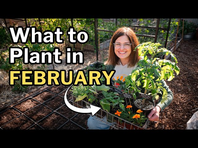 FEBRUARY PLANTING GUIDE: Top Veggies, Herbs & Flowers For Mild Winter Gardens