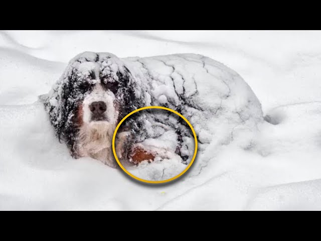 Man Looked At The Freezing Dog, When Suddenly He Saw The Protruding Hand!