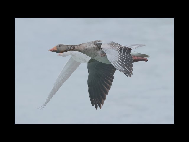 Illerstausee Vogelbeobachtungsstation Lautrach Teil 2