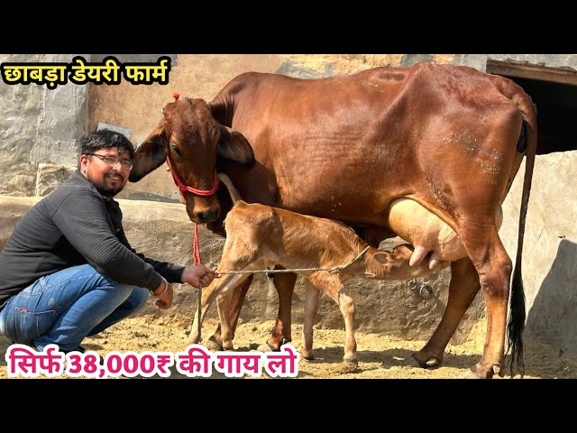 👍सिर्फ 38,000₹ में लो 14 लीटर दूध वाली गाय। 4 गाय बिकाऊ दूध 14 से 20 लीटर। CHHABRA DAIRY FARM