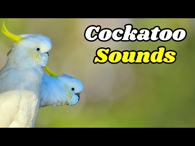 Cockatoo Sounds | Feeding Wild Australian Parrots