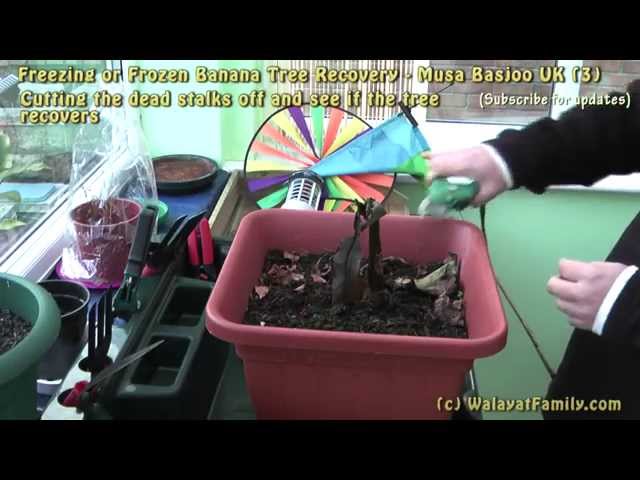 Frozen or Freezing Banana Plant / Tree Recovery Care - Musa Basjoo UK