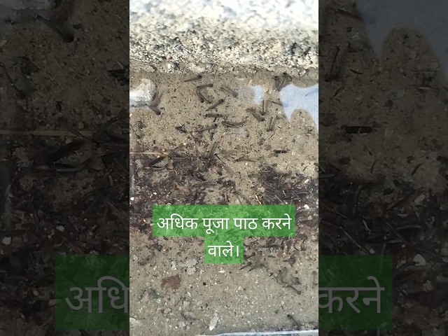 mandir #mandir #pooja #path #hindu #sanatan #shortvideos #shorts #viral #sach #shiv