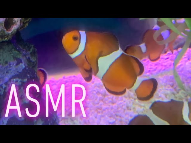 ASMR Fall Asleep with Relaxing Aquarium Ambience with Soothing Peaceful Music 🐠🐟🐬🦈 #ASMR