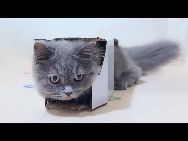 Kitten and Box