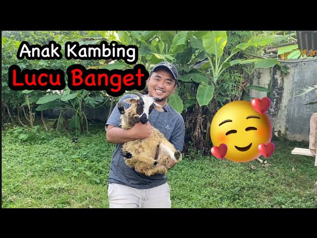 Bermain bersama anak - anak kambing // mengejar anak kambing || #kambing #anakkambinglucu