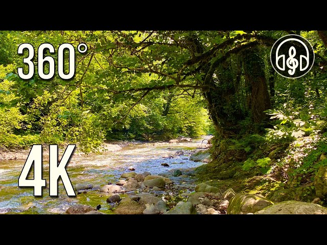 Sounds of nature. Gentle sound of a mountain river with singing of forest birds. 360 degree 4K video