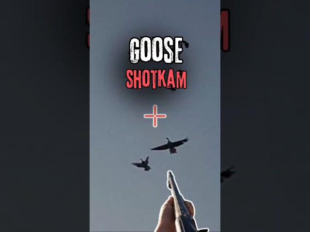 Geese up close! ShotKam Compilation 📹 #Outdoors #huntingGeese