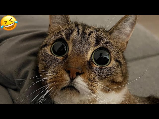 Funny animal videos 2023 - Funny cats/dogs  - Funny animals   Part71/Haypyy Pett